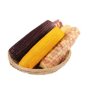 Alimento Orgánico de Calidad para Animales, Maíz Blanco Natural Seco Sin Gluten, Fabricante Exportador - Product Image 4