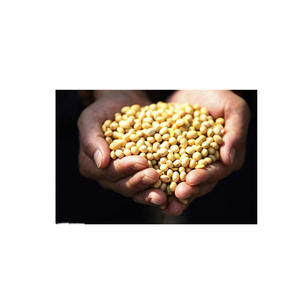 Meilleure vente de soja jaune biologique sans OGM à haute teneur en nutriments séché Nouvelle arrivée fabricant du marché indien emballé en vrac - Product Image 3