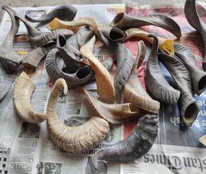 Venta directa de fábrica, la mejor calidad, cuerno de búfalo de agua genuino, masticable para perros, estilo Animal pulido, religioso de la India - Product Image 4