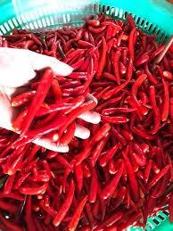 Piment rouge entier surgelé IQF du Vietnam, approvisionnement en vrac, piment surgelé IQF pour la transformation alimentaire, qualité d'exportation - Mme Tarina - Product Image 3