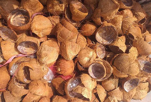 Choix populaire Coquille de noix de coco brute pour la décoration de la maison et la fabrication de charbon de bois - Product Image 3