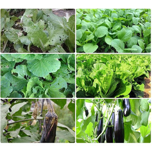 60mesh Insect Protection <b>Nets</b> for Brassica 3X10M Waterproof PE & HDPE <b>Plastic</b> Types - Product Image 4