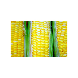 Fournisseur canadien Prix de gros Maïs jaune Maïs jaune de haute qualité pour l'alimentation animale Fournisseur de gros de maïs sucré canadien - Product Image 6