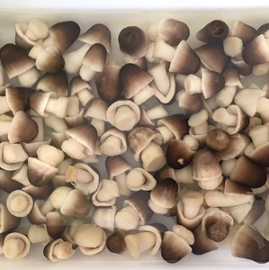 Champignons de paille surgelés au goût frais du Vietnam pour les cuisines mondiales et les importateurs - Product Image 3