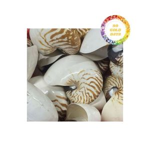 Concha Nautilus de cámara de alta calidad, suministros naturales al por mayor para accesorios de decoración y fabricación de joyas - Product Image 1