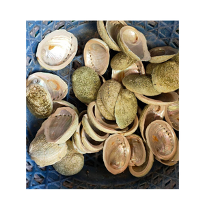 Concha Marina natural: conchas de abulón verde baratas - Product Image 1