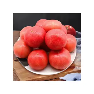 Nuovo arrivo pomodori rossi freschi freschi biologici di alta qualità dal produttore globale di fiducia e dall'esportatore di pomodori freschi all'ingrosso Su