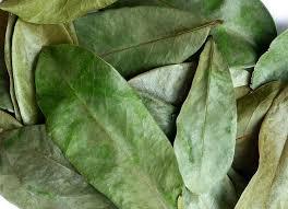 HOJAS DE GRAVIOLA PREMIUM/A BASE DE PLANTAS/SIN ADITIVOS/CRUDO SECO - Product Image 6