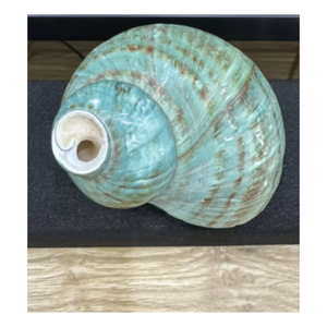 Eco Friendly Turbo Burgess coquillages naturels pour le mariage et l'événement de style - Product Image 6