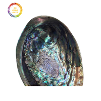 Coquille d'ormeau en gros bon prix approvisionnement d'usine en vrac quantité polie coquillage coloré matériau solide et durable pour l'artisanat
