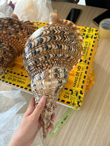Concha de Caracol y Concha de Trompeta, Gruesas y Sólidas, de Calidad para Arreglos Decorativos y Suministro para Exportación al por Mayor - Product Image 4