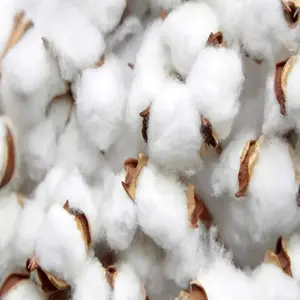 Organic Raw Cotton Fiber - Natural Color