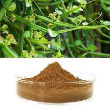 Polvo de Extracto de Hadjod a Granel, Polvo de Extracto de Cissus Indio 10:1, Polvo de Extracto de Cissus Quadrangularis - Product Image 5