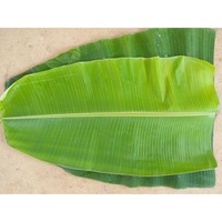 Groene Bananenbladeren-Het Perfecte Natuurlijke Ingrediënt Voor Culinair En Vakmanschap
