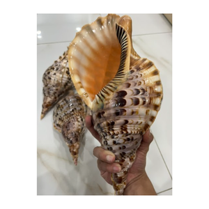 Buen precio para disfrutar del lujo del océano: Triton y Conch / Big Triton y Conch Bulk Seashell para manualidades - Product Image 1