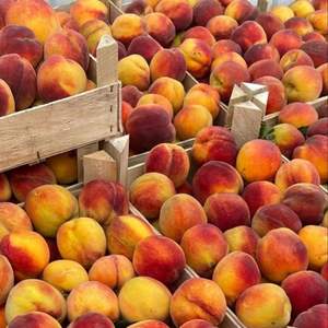 Vente en gros de nectarines rouges fraîches de haute qualité - Qualité d'exportation de classe I - Product Image 5