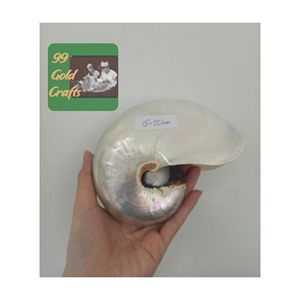 Vietnam Premium Nautilus Coquillages Naturels Décoratifs En Vrac En Gros Pour Art Artisanat Bijoux Et Décoration Intérieure Utilisation - Product Image 5