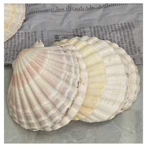 COQUILLES DE SAINT-COQUILLE POLI ET NETTOYÉES POUR BOÎTE CADEAU SAVON AFFICHAGE ART ARTISANAT OU PRÉSENTATION ALIMENTAIRE - Product Image 2