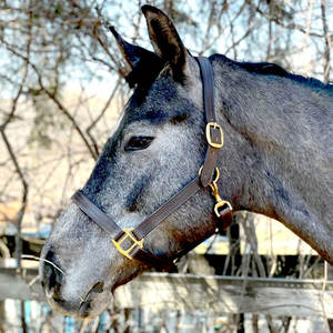 Le Stressless Halter est fabriqué en cuir grainé avec une muserolle rembourrée en cuir de veau et une couronne à offrir - Product Image 4