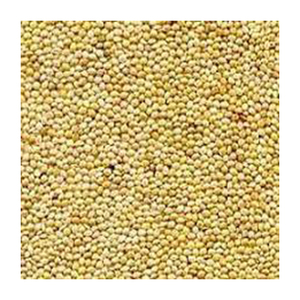 VENTE EN GROS Graines de sorgho jaune Vente en gros de haute qualité fabricant nouveau meilleur matériel avec des prix bas - Product Image 3