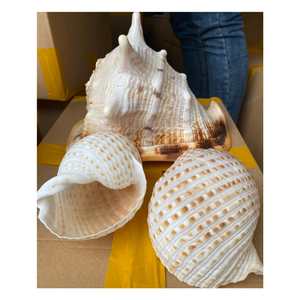 Grande coquille de trompette australienne, également appelée coquille de syrinx - Coquilles de limaces marines naturelles du Vietnam - Product Image 3