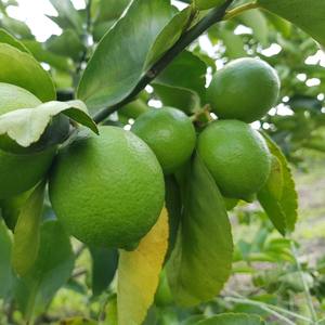 Citron naturel sans pépins délicieux Citron vert sans pépins qualité supérieure Citrus limon pour l'exportation - Product Image 3
