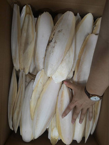 HUESO DE SEPPIA AL MEJOR PRECIO PARA AVES, SUPLEMENTO DE CALCIO NATURAL PARA MASCOTAS, CALIDAD DE EXPORTACIÓN LIMPIA Y SEGURA |   SEÑORA LILY NGO - Product Image 5