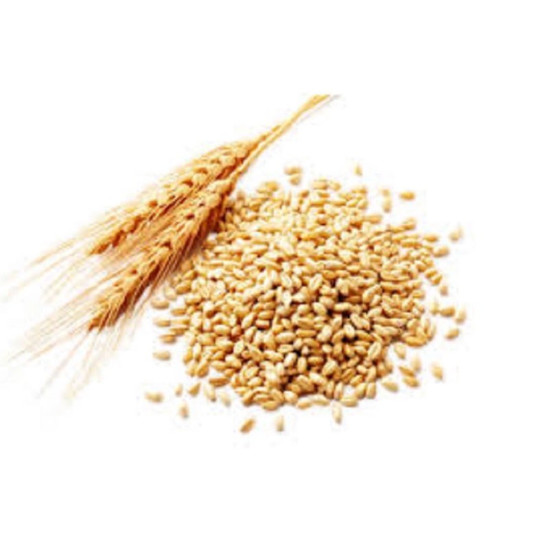 Alta Qualidade Trigo/Grão De Trigo para Venda/Cevada Melhor Preço De Mercado Em Massa 100% Pure grain feed Cevada