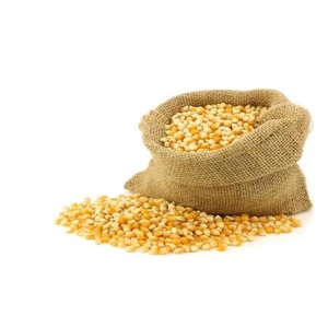 Maíz orgánico Premium amarillo y blanco fresco directo de proveedor para alimentación animal y consumo humano al por mayor - Product Image 4