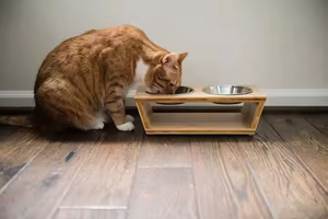 Pet Bowl Stainless Steel Slip Stands Dog Bowl With Double Three Stainless Steel Bowls for Multi Pets by crescent crafts - Product Image 2