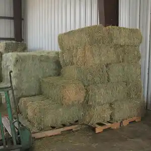 Französisches Alfalfa-Heu Tierfutter Alfalfa, Heu/Luzerne-Heu pellets Timothy Hay/Alfalfa in Ballen Beste Super-Top-Qualität
