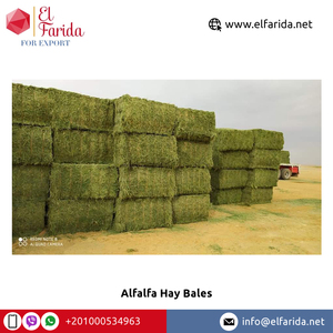 Venta caliente en calidad óptima Grado superior Agricultura Alimentación animal Alfalfa Fardos de heno de Egipto Origen Mayorista - Product Image 5