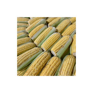 ข้าวโพดสีเหลือง/ข้าวโพดเลี้ยงสัตว์/ข้าวโพดสีเหลืองสำหรับอาหารสัตว์ปีก - Product Image 3