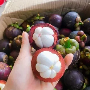 Fresh Mangosteen From Vietnam 100% Natural Sweet Flavor