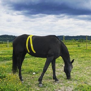 Cinta de Kinesiología para Caballos - Product Image 2