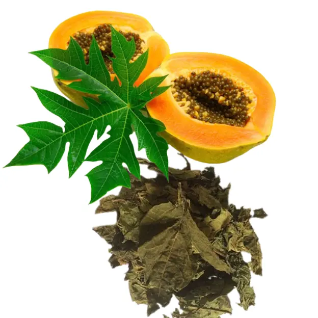 Fourniture de produits de feuilles séchées/feuilles de papaye séchées au meilleur prix-Ms cathy