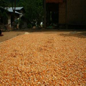 ข้าวโพดสีเหลืองข้าวโพดแห้งสำหรับขาย - Product Image 5