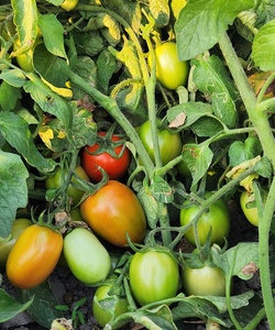 Semillas de Tomate Híbrido ARMY F1 - Product Image 2