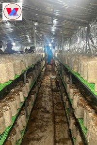 Hongos Termite Negros Liofilizados Estilo Orgánico, Perfectos para Sopa y Hotpot // Ms Sophie - Product Image 6