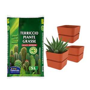 Corallo Denim & Curry Kit di suoceri succulenti da 5 litri con 3 vasi da 12x11cm mobili da giardino per cactus e fioriere - Product Image 1