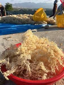 มอสทะเลไอริชจำนวนมากที่มีคุณภาพดีกว่า - Product Image 3