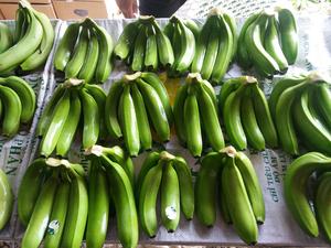 Calidad premium-Plátano verde a la venta-Plátanos frescos naturales Cultivo más nuevo-exportación de frutas frescas en todo el mundo - Product Image 5