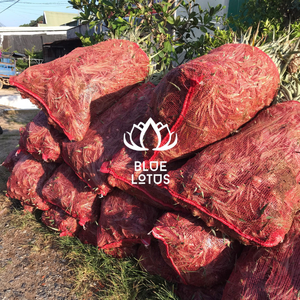 PLANTAS DE PIÑA MD2 DE VIETNAM - Product Image 6