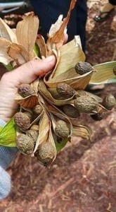 <span class=keywords><strong>Malva</strong></span> Nut cao cấp hạt <span class=keywords><strong>Malva</strong></span> làm sạch và Kích thước đồng đều phù hợp cho người mua số lượng lớn tìm kiếm nguồn cung ổn định lâu dài - Product Image 3