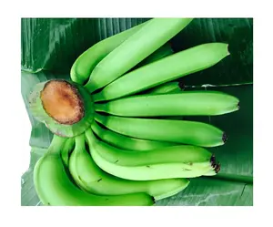 Plátano Cavendish fresco estándar de exportación con cultivo común de calidad superior de Vietnam-Venta caliente 2024
