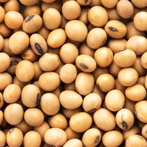 Pure Natural Fresh Sesame <b>Seeds</b> Premium Quality Size 14-32 Ready to Eat Tanzania 30-Day Shelf Life Dry & Cool <b>Storage</b> - Product Image 5