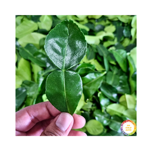 Feuilles de lime kaffir congelées de qualité supérieure de haute qualité Tranches de légumes entières Feuilles de lime kaffir IQF Certifié Approvisionnement en vrac exporté - Product Image 4