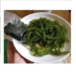 หญ้าทะเลอบแห้งแบบกรอบพรีเมี่ยมจากเวียดนามองุ่นทะเลอบแห้งอร่อยพร้อมกลิ่นหอมจากทะเลธรรมชาติสำหรับการส่งออก - Product Image 2