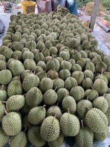Durian Vietnamita Estándar Premium Congelado Sin Semillas - Product Image 3