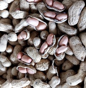 Arachides décortiquées durables du Vietnam, adaptées à une large gamme d'utilisations alimentaires, y compris la formation de collations et la friture. - Product Image 1